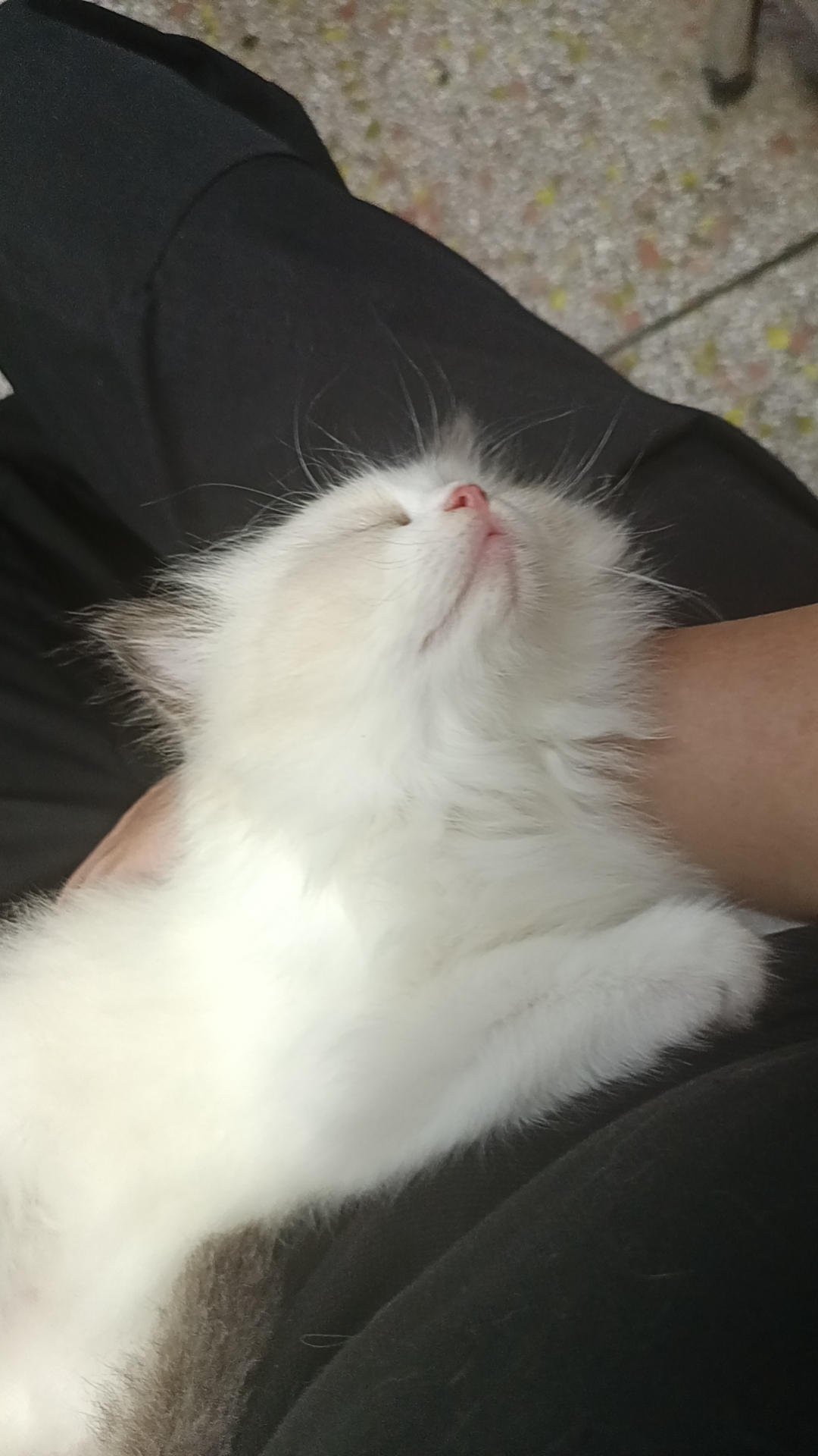 可以随便撸的布偶妹妹找主人，新脸版哦
